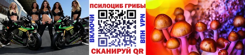 мориарти какой сайт  Урус-Мартан  Псилоцибиновые грибы Cubensis 